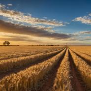 aussie-landscape-38