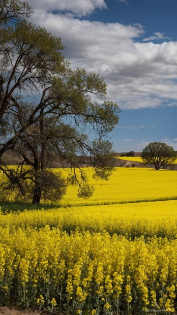 aussie-landscape-10