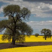 aussie-landscape-8
