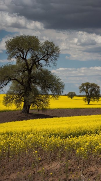 aussie-landscape-8