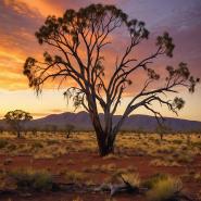 aussie-landscape-67