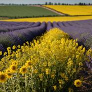 aussie-landscape-2