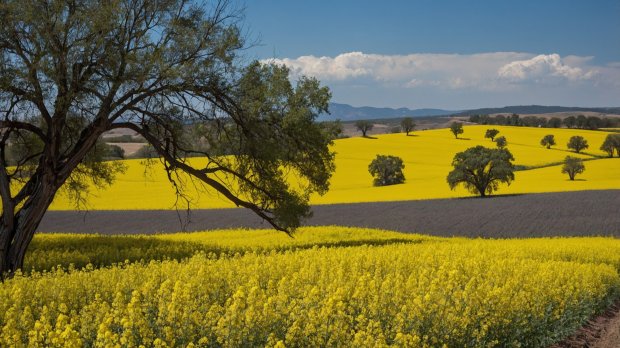 aussie-landscape-7