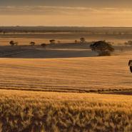 aussie-landscape-39