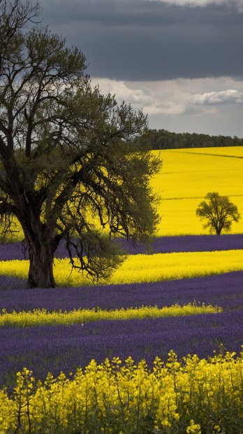 aussie-landscape-9