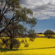 aussie-landscape-10