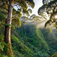 aussie-landscape-44