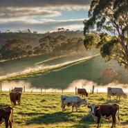 aussie-landscape-24