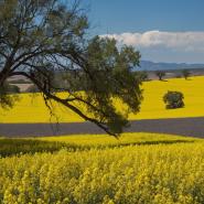 aussie-landscape-7