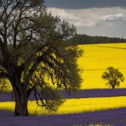 aussie-landscape-9