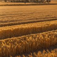 aussie-landscape-36