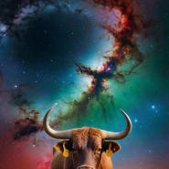 Eastern Zodiac Mobile Phone Wallpapers
