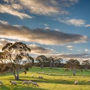 aussie-landscape-29