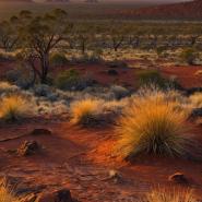 aussie-landscape-59