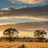 aussie-landscape-34